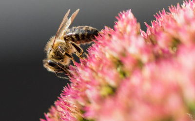 Du chlorure de lithium pour sauver les abeilles du parasite Varroa destructor?